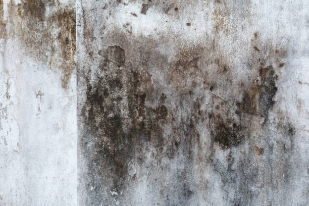 Best Industrial Mold Remediation  in Fairfax, SC