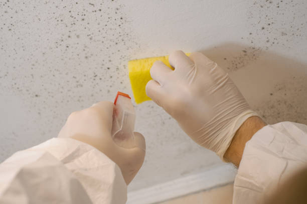 Best Crawl Space Mold Remediation  in Fairfax, SC