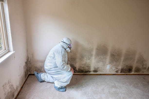 Best Post-Construction Mold Inspection  in Fairfax, SC